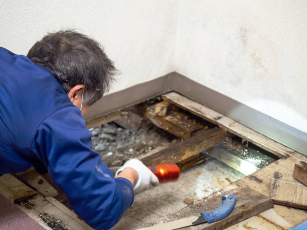 Best Localized Mold Remediation (e.g., coastal areas, humid climates) in Lisbon Falls, ME