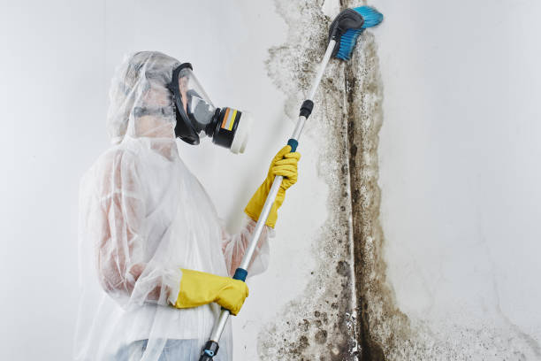 Best Basement Mold Remediation in Lisbon Falls, ME