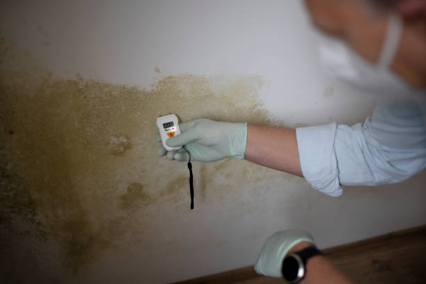 Best Bathroom Mold Remediation in Lisbon Falls, ME