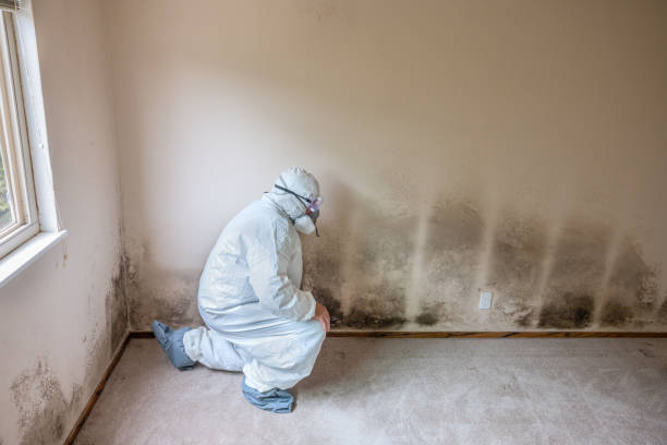 Best White Mold Remediation in Lisbon Falls, ME