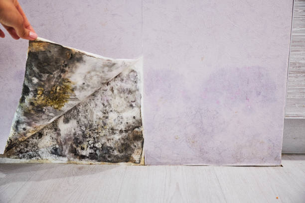 Best Emergency Mold Remediation in Lisbon Falls, ME